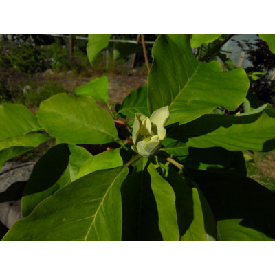 Poppelimagnolia (Magnolia acuminata)